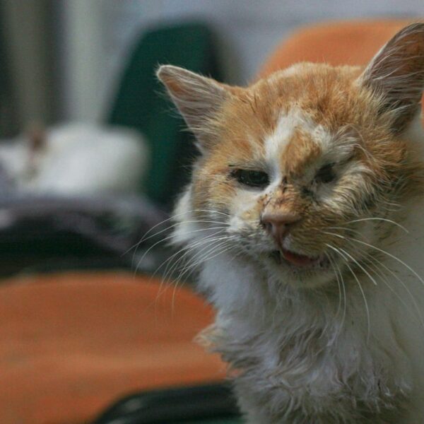 Tienduizenden huisdieren noodgedwongen achtergelaten door oorlog in Oekraïne