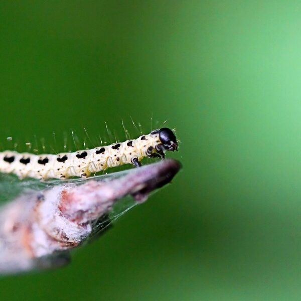Zo help je rupsen met overwinteren
