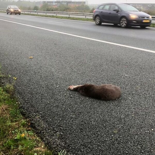 Veel otters vinden dood op snelweg: tijd voor faunapassages