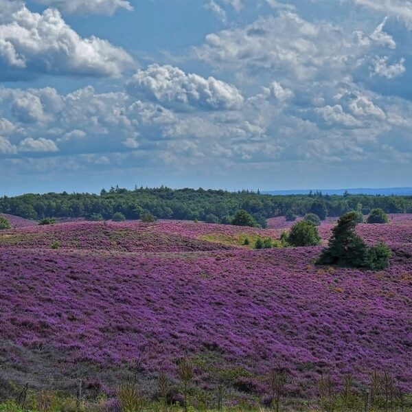 Nederlandse natuur is onwaarschijnlijk mooi: behouden en beschermen is belangrijk