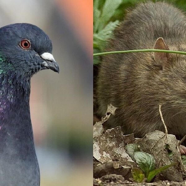 Waarom (vliegende) ratten eigenlijk heel slim zijn