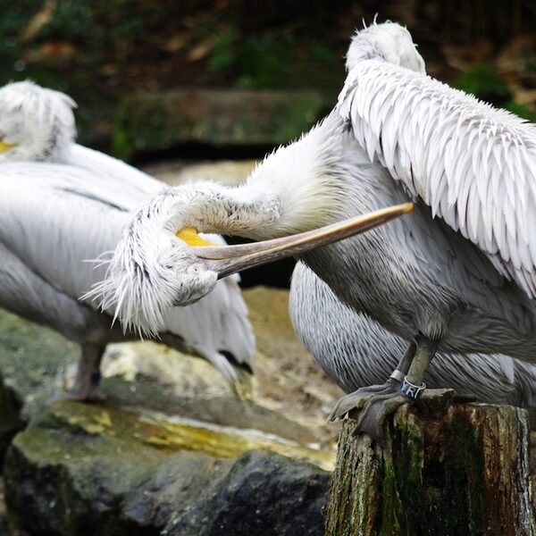 Kroeskoppelikaan keert na vijf eeuwen misschien weer terug in Nederland