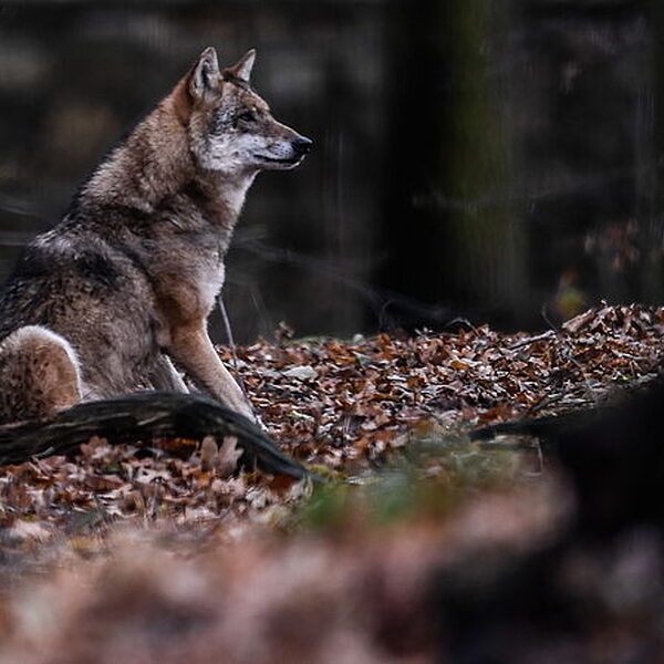 'Geef subsidie voor schrikdraadnetten om de wolf te weren'