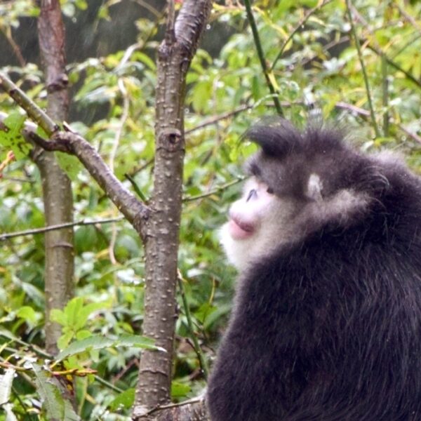 Chinese stompneusaap begraaft z'n doden