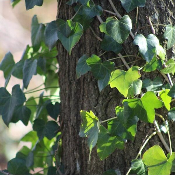 Welke dieren leven op klimop?