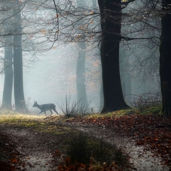 'Stukken bos afsluiten in ruil voor een ruime vergoeding, het lijkt me niet echt nodig'
