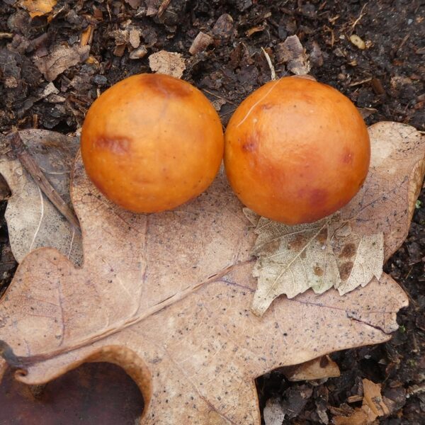 Honderd soorten galwespen: 'Wat zijn ze prachtig om te zien'