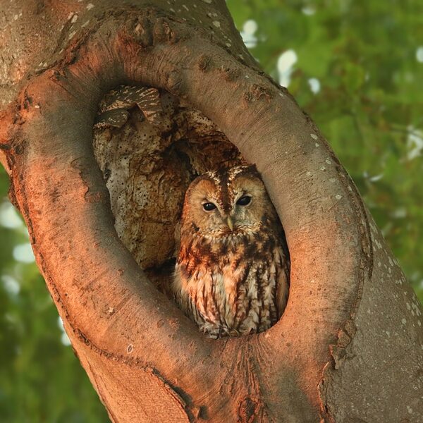 Edense bosuil is er wel heel vroeg bij dit jaar