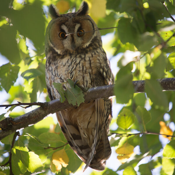 Sterke afname ransuilen op vaste winterplekken in Brabant