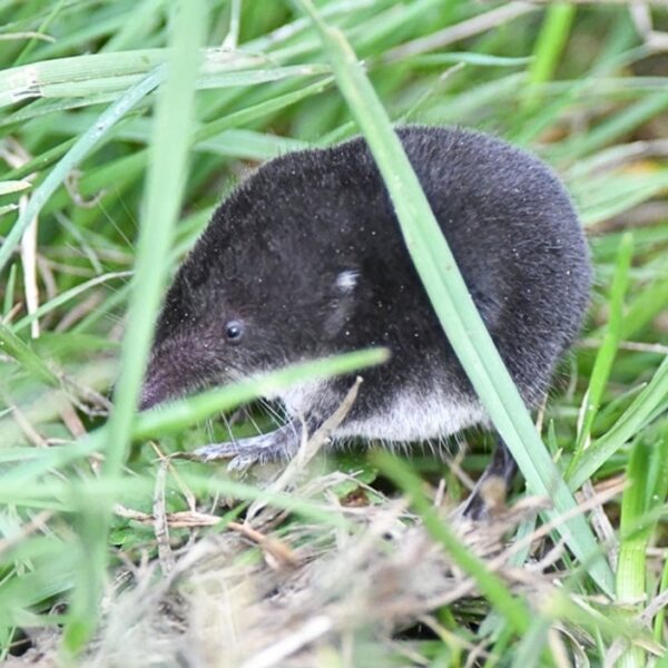Grootste spitsmuis van Europa kan onderwater leven en is giftig!