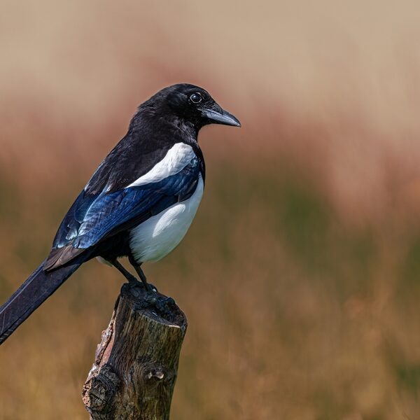 Zijn de slimste dieren in de natuur alleseters?