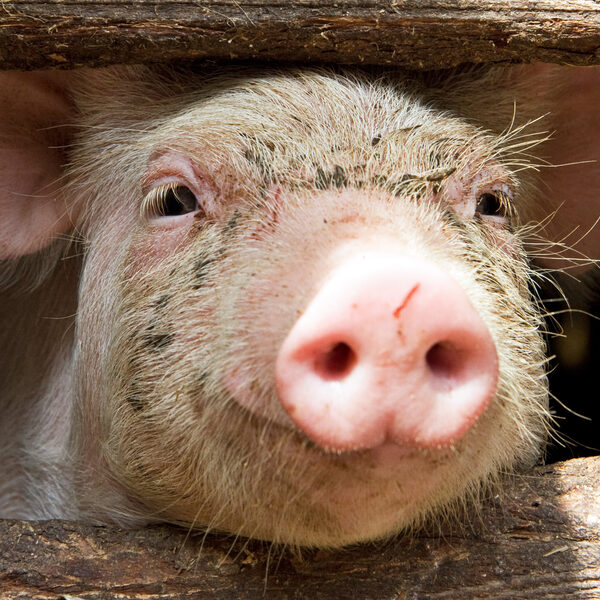 Succesvolle transplantatie varkensnier is trieste mijlpaal: 'geen enkel proefdier keert terug'