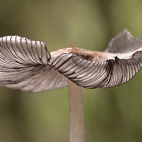 Het mysterieuze 'Wood Wide Web' onder de grond