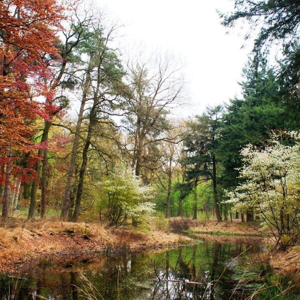 Meer bos in Nederland op plek van verdwenen woud: een groene toekomst met historische logica