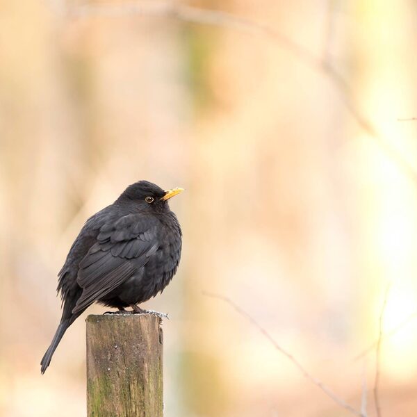 'Sommige dieren zingen het beste zonder wedstrijd'