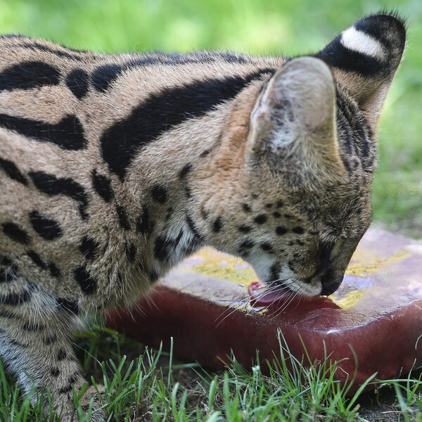 Kritiek op lijst met huisdieren die je nog wél mag houden: 'Elk dier is een risico'