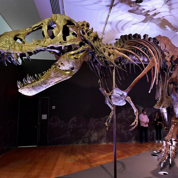 Is dit de reden waarom de T. rex zulke korte armpjes heeft?