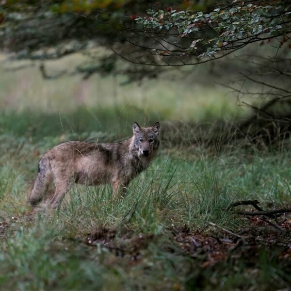 De wolf in Nederland: angst of aanwinst?