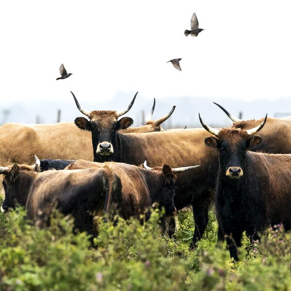 Kan Nederland de natuur zijn gang laten gaan? 'We willen de hele tijd ingrijpen'