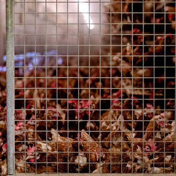 Hoe moeten we nu en in de toekomst met de vogelgriep omgaan?