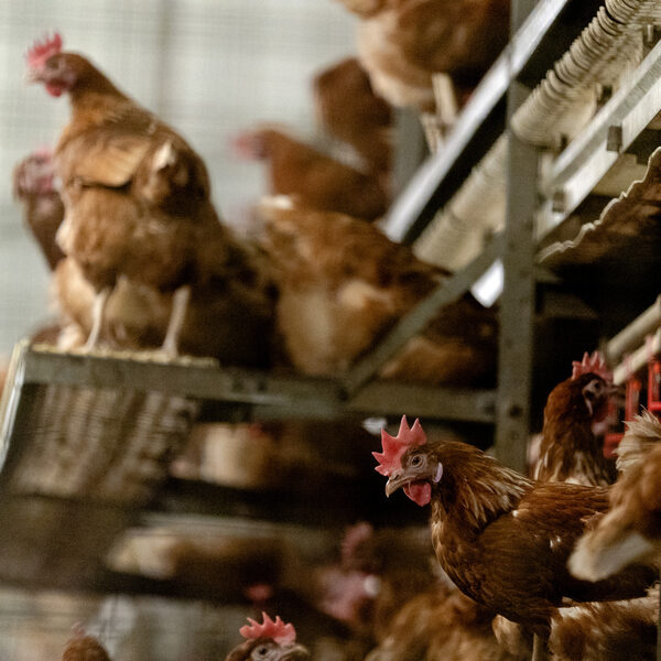 Vogelgriepuitbraak teistert Europa: tijd voor inkrimpen pluimveestapel?