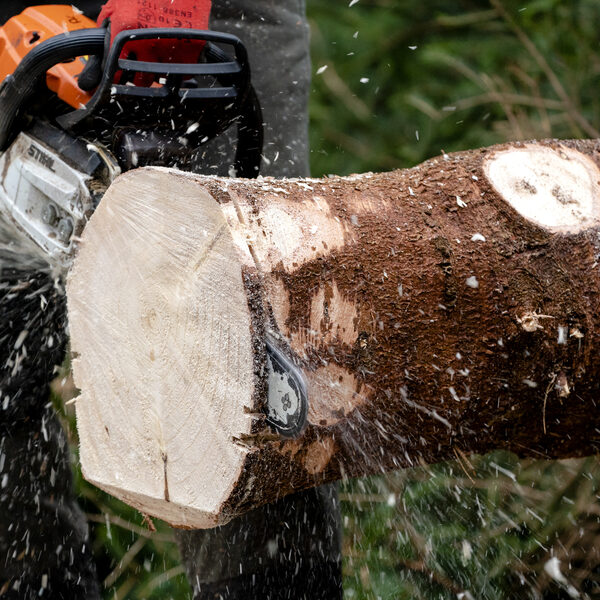 'Stop met het kappen van bomen voor biomassa'