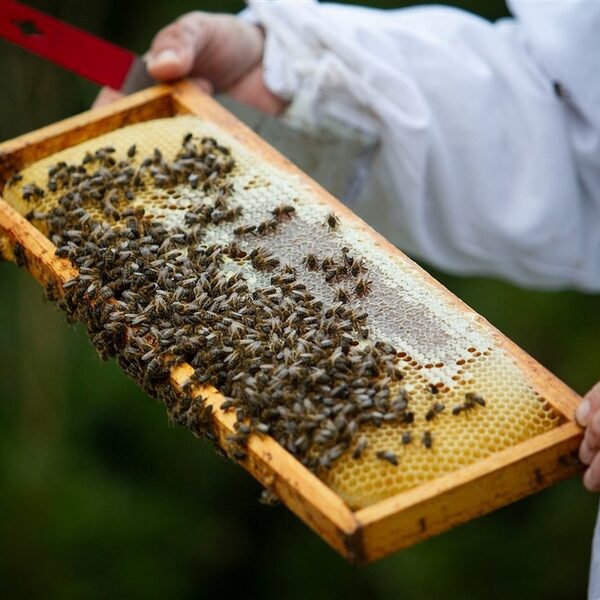 Het beroep van imker wordt steeds populairder: 'Je bent één met het bijenvolk'