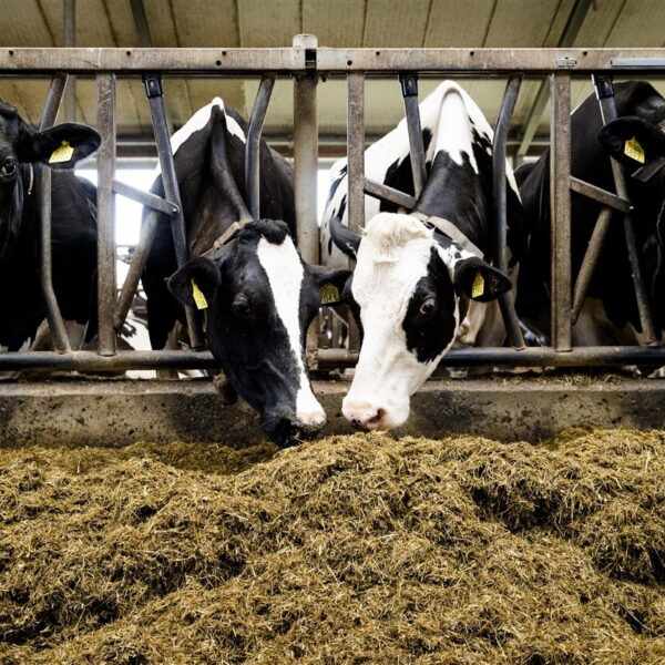 Landbouweconoom: 'Agrarische sector onmisbaar voor onze economie'