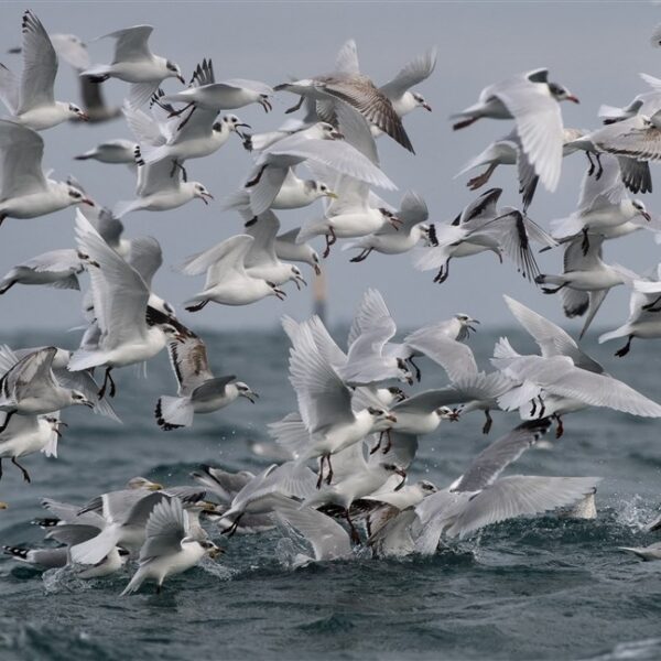 Vogelgriep moeilijk onder controle door verspreiding via wilde vogels