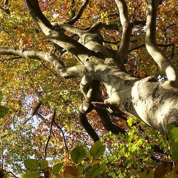 Bomen in de stad van de toekomst: de Floriade staat er vol mee