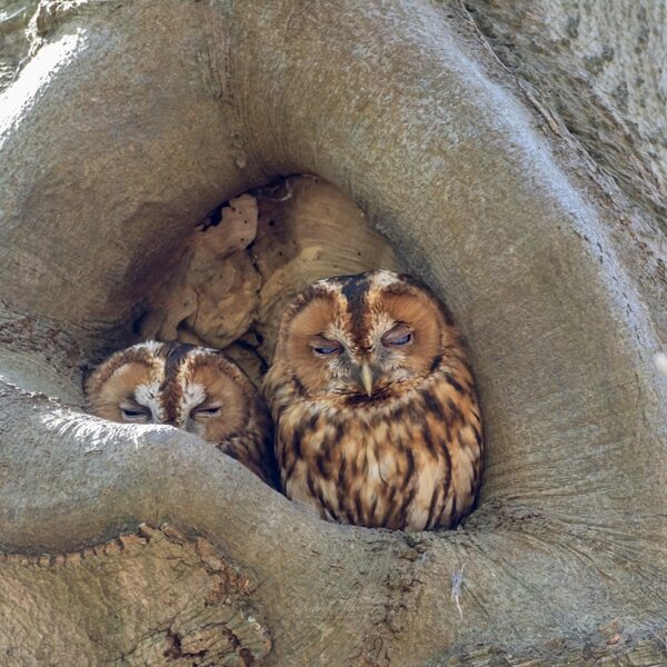 Beleef de Lente is weer begonnen: volg hier de broedende vogels