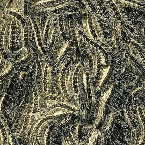 Ophangen van mezenkasten niet voldoende in strijd tegen eikenprocessierups