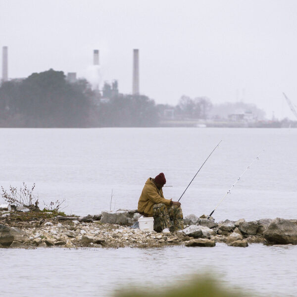 Garnalen uit Westerschelde niet veilig om te eten