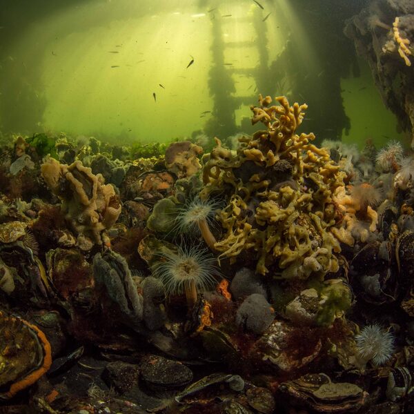 Bijzondere wereldprimeur in Nederland: een Tiny Sea Forest in het Grevelingenmeer