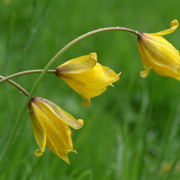 Zo zijn wilde tulpen in Noord Europa terechtgekomen