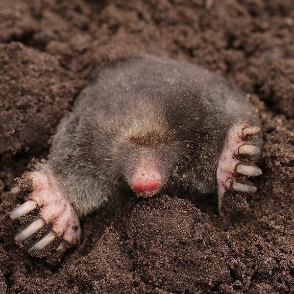 Hoeveel mollen wonen in jouw tuin?