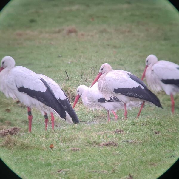 Doe mee aan de Ooievaars Wintertelling!