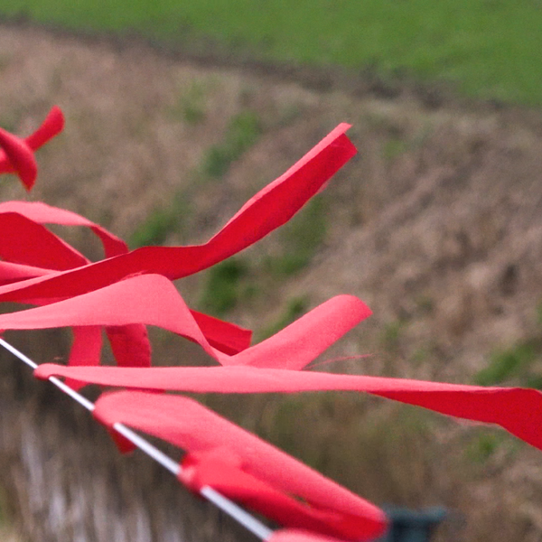 Wolf vs. schaap: is het fladderlint de oplossing?