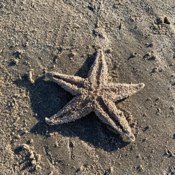 Nederlandse stranden bezaaid met zeesterren