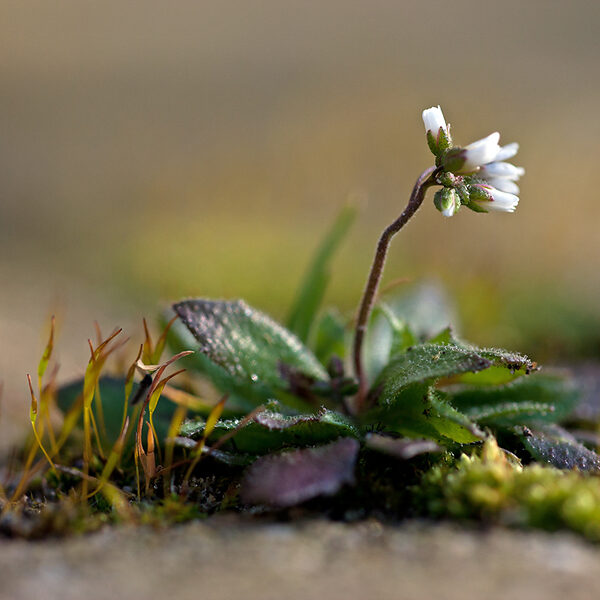 Gebruik geen azijn tegen (on)kruid in de tuin!