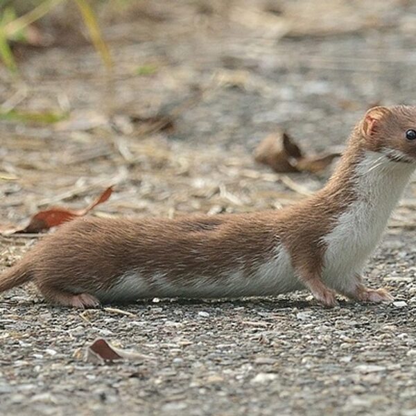 De hermelijn trekt zijn koninklijke jas aan