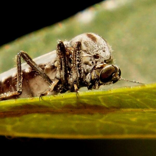 Knut die blauwtong overbrengt houdt niet van natte natuur