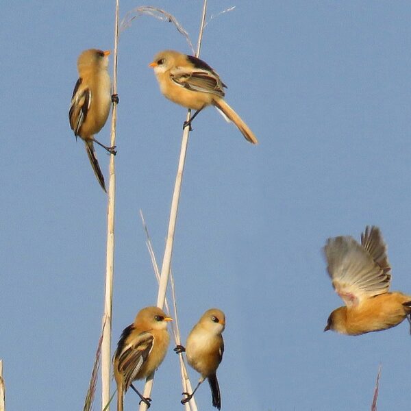Deze profwielrenners vogelen tijdens het fietsen