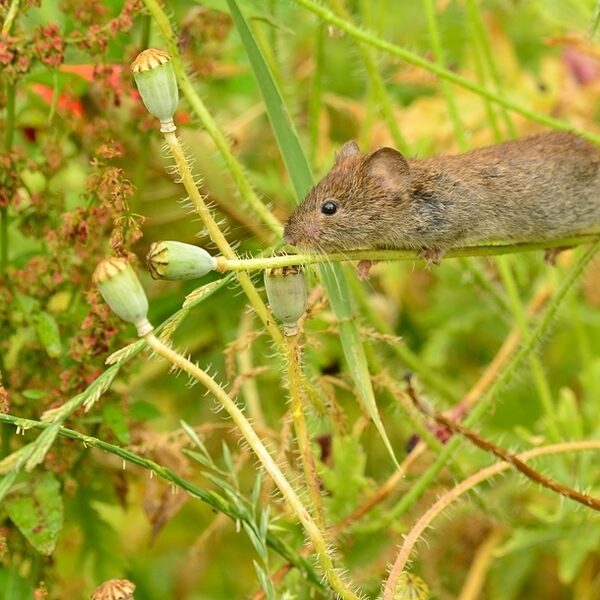Niets is vanzelfsprekend in de natuur: alles kan misgaan