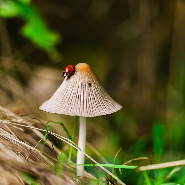 Biodiversiteit gaat hard achteruit, dus goede afspraken zijn essentieel