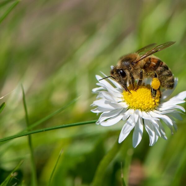 Minder spullenhonger, meer bijen in de tuin!