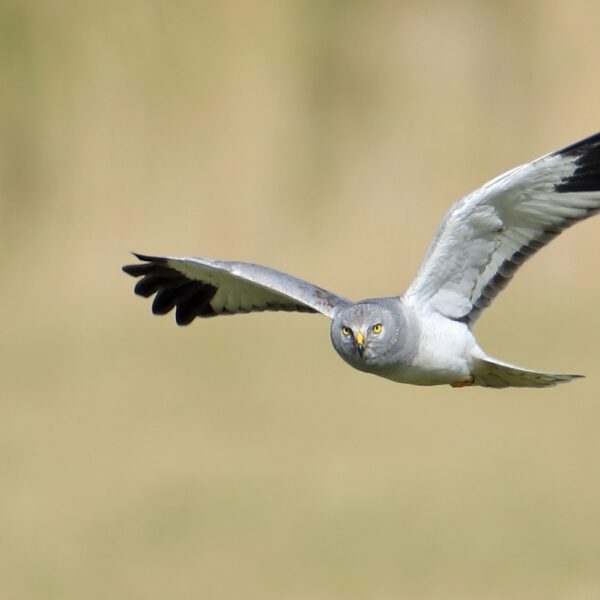 Bovengemiddeld veel blauwe kiekendieven in Nederland