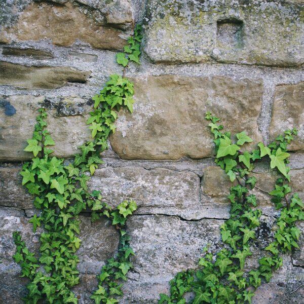 'Kracht van klimop maakt duidelijk dat wij te gast zijn op deze planeet'