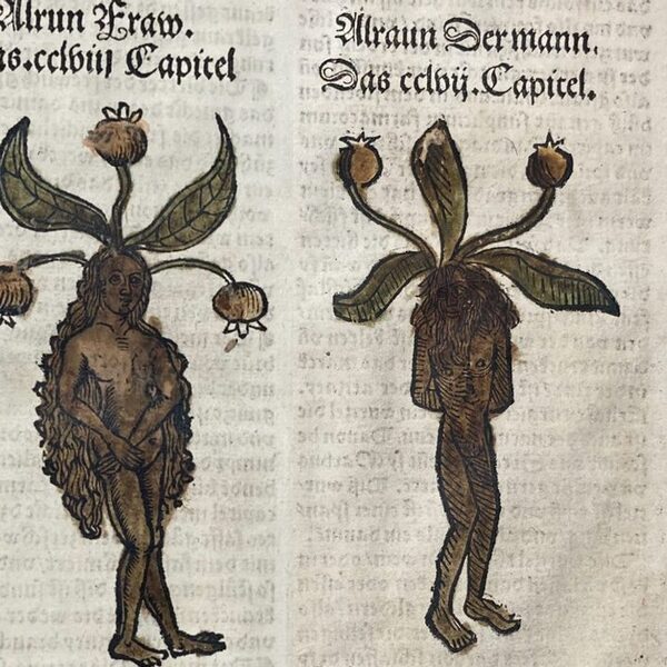 Krijsende plant van Harry Potter is niet zomaar een verzinsel