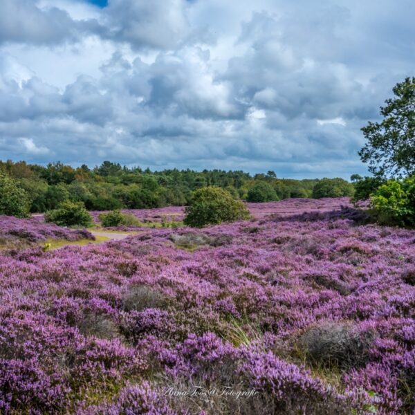Hoe beschermen én genieten we van natuurgebieden?